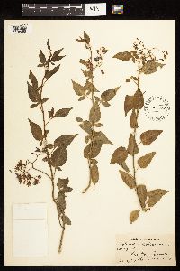 Solanum dulcamara image