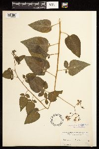 Solanum dulcamara image