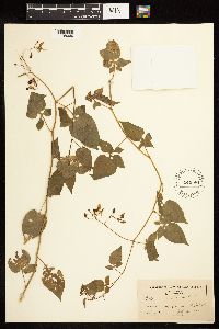 Solanum dulcamara image