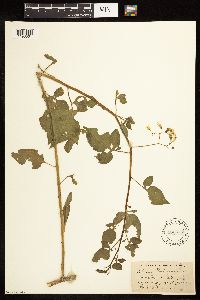 Solanum dulcamara image