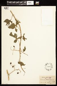 Solanum dulcamara image