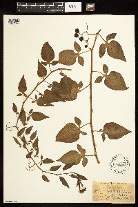 Solanum dulcamara image