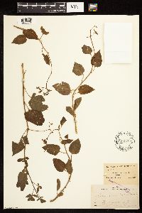 Solanum dulcamara image