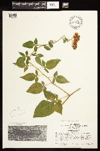 Solanum dulcamara image