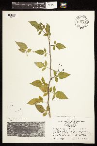 Solanum dulcamara image
