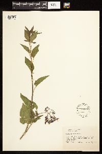 Solanum dulcamara image