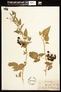 Solanum dulcamara image