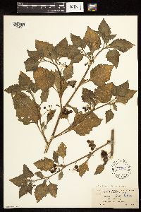 Solanum americanum image