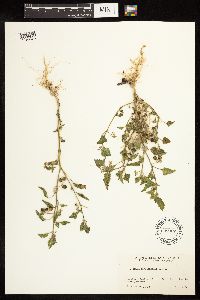 Solanum physalifolium image