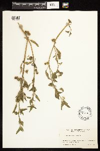 Solanum physalifolium image