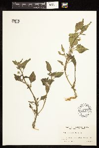 Solanum physalifolium image