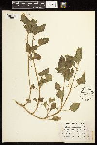 Solanum physalifolium image