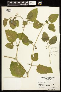 Solanum physalifolium image