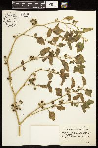 Solanum physalifolium image