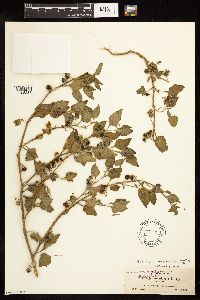 Solanum physalifolium image