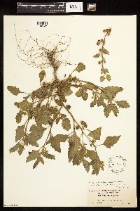 Solanum physalifolium image