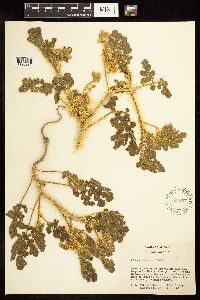 Solanum rostratum image