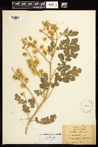 Solanum rostratum image