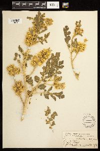 Solanum rostratum image