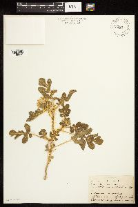 Solanum rostratum image