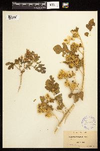 Solanum rostratum image