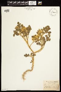 Solanum rostratum image