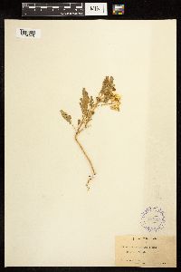Solanum rostratum image