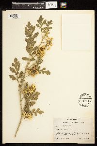 Solanum rostratum image