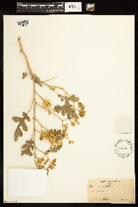 Solanum rostratum image