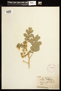 Solanum rostratum image
