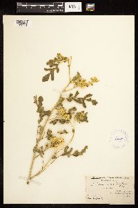 Solanum rostratum image
