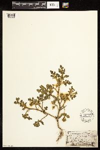 Solanum rostratum image