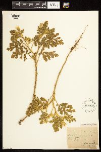 Solanum rostratum image