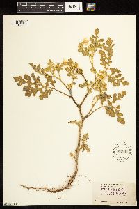 Solanum rostratum image