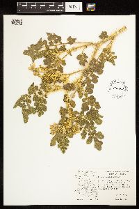 Solanum rostratum image