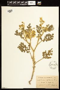 Solanum rostratum image