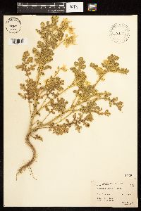 Solanum rostratum image