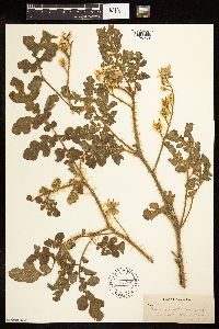 Solanum rostratum image