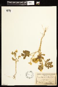 Solanum rostratum image