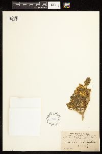 Solanum rostratum image