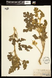 Solanum rostratum image