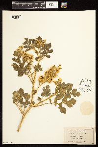 Solanum rostratum image