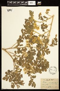 Solanum rostratum image