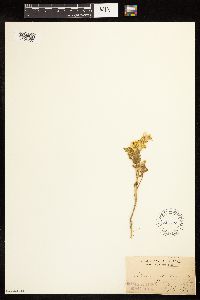 Solanum rostratum image