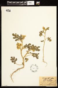 Solanum rostratum image