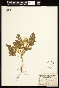 Solanum rostratum image