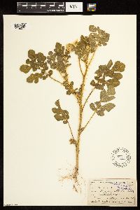Solanum rostratum image