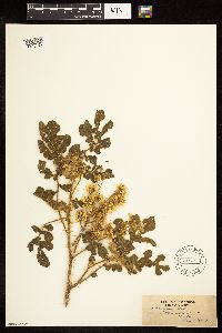 Solanum rostratum image