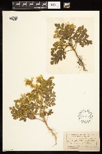 Solanum rostratum image