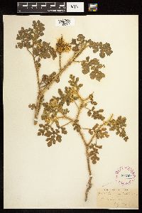 Solanum rostratum image